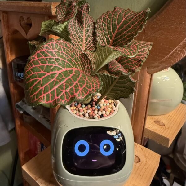 Plantagachi