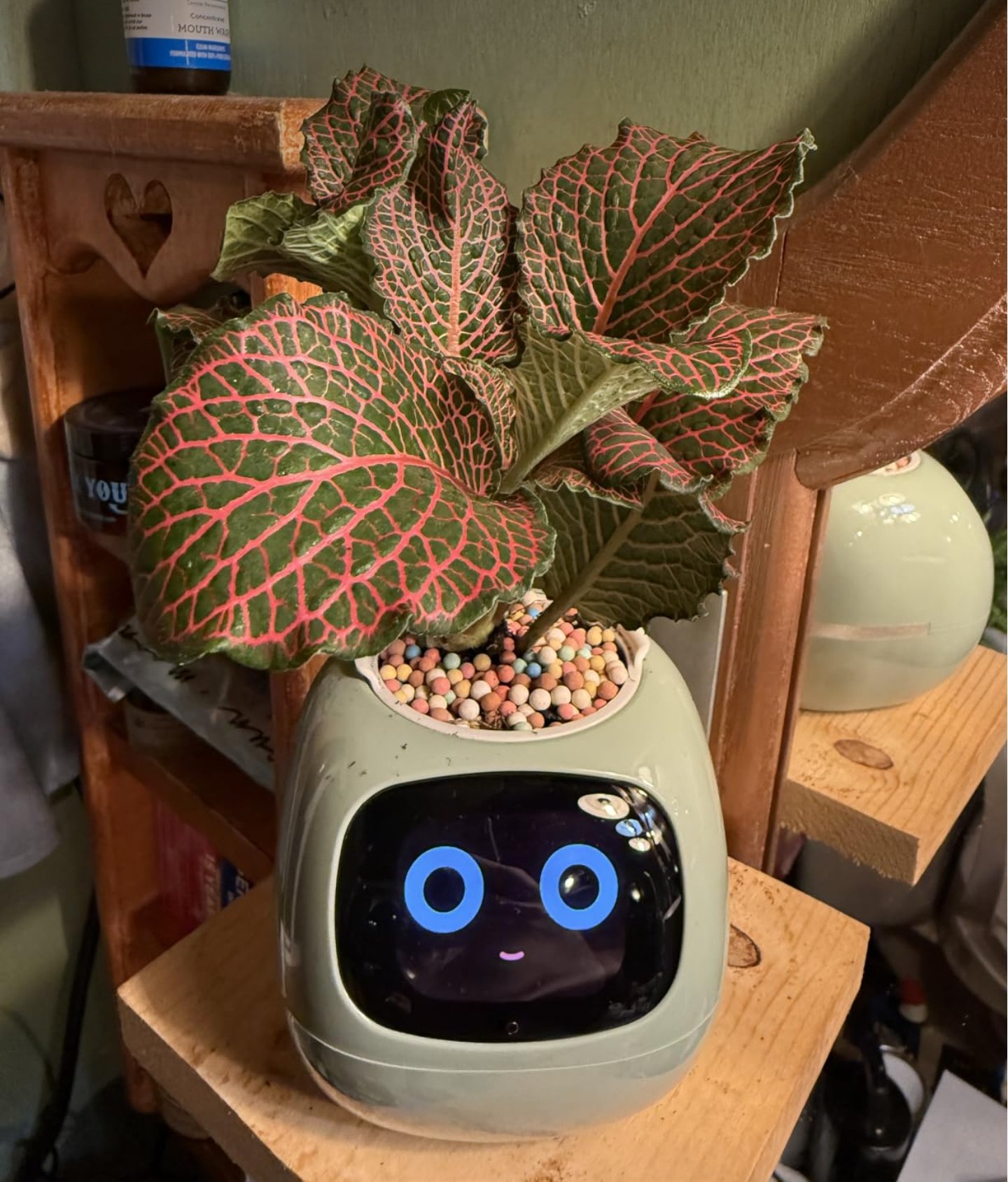 Plantagachi