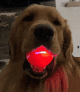 Vibrating Dog Toy