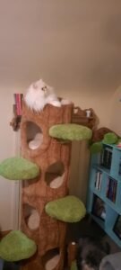 Premium Cat Tree