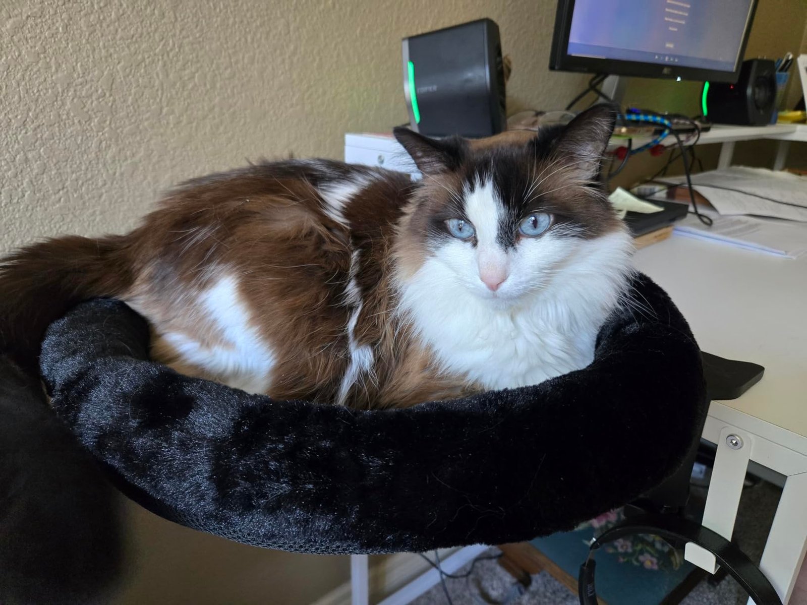 Desk Cat Bed