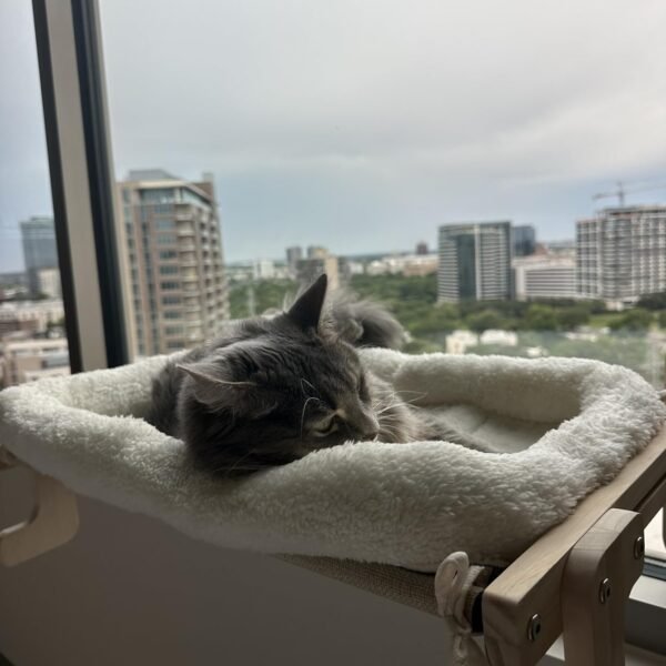 Wooden Cat Window Perch